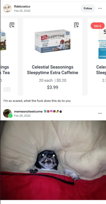 [Image of a box of tea from a website labeled Celestial Seasonings Sleepytime Extra Caffeine]. [Image of a dog tucked into bed with its eyes glowing from the camera, teeth bared.]