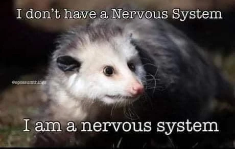 A photo of an opossum looking off screen with a slightly bug eyed look captioned “I don’t have a nervous system, I am a nervous system” 