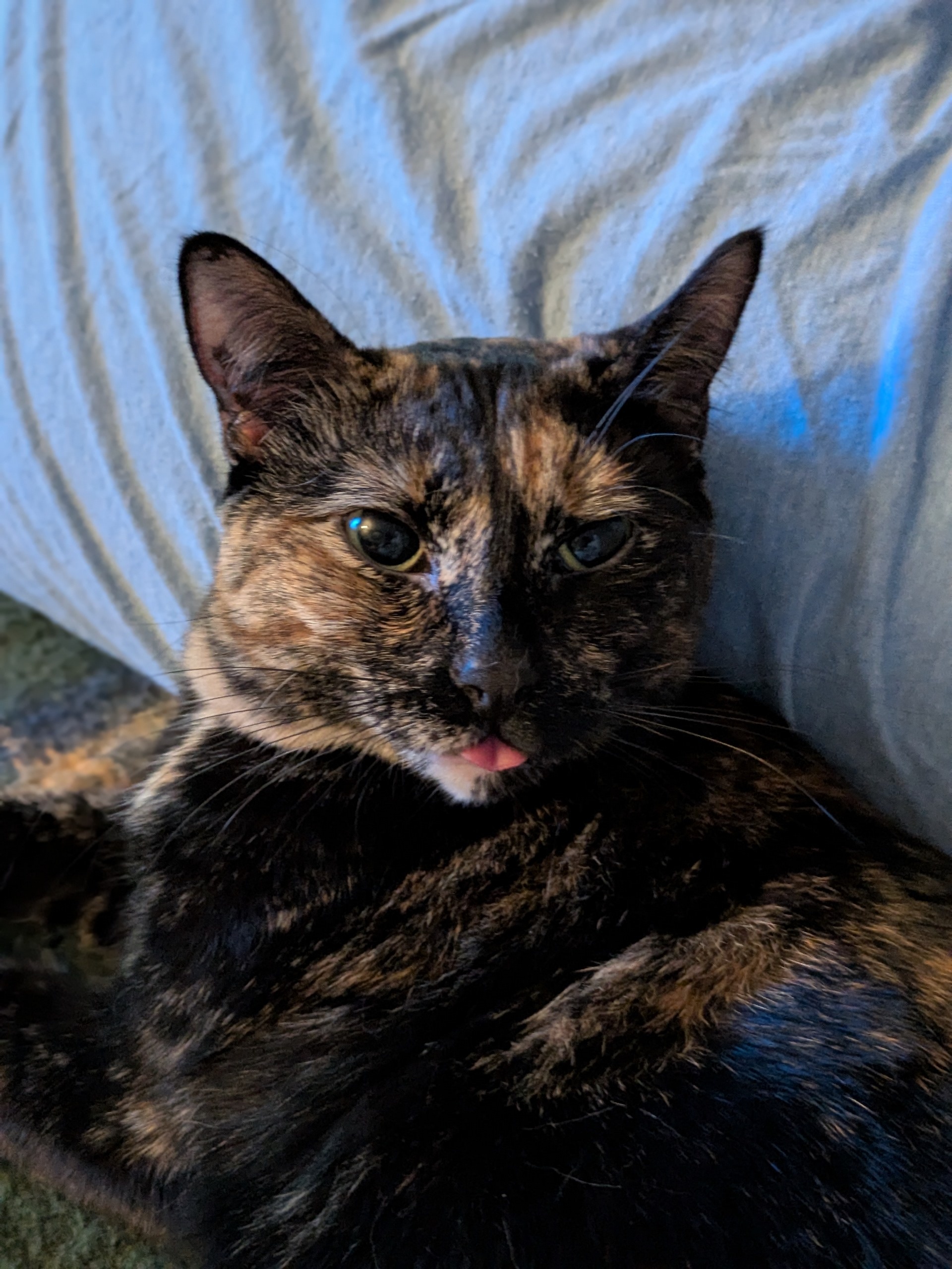 Cute chubby tortie cat sticking it's little tongue out.