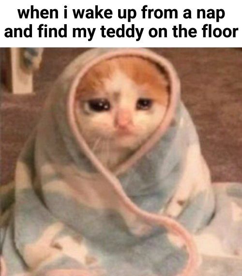 A picture of a sad cat wrapped in a blanket. Caption says "when i wake up from a nap and find my teddy on the floor".