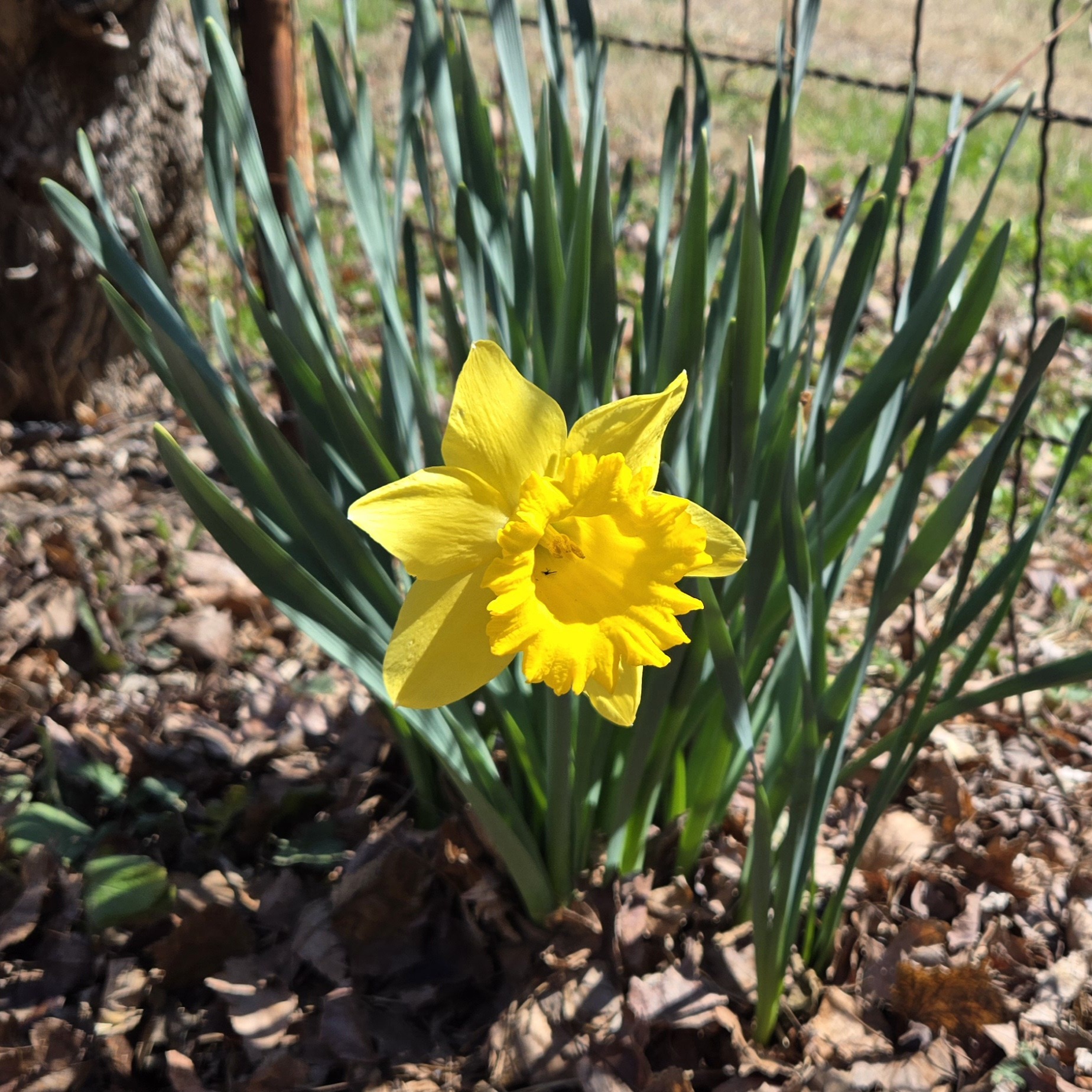 Yellow daffodil in bloom